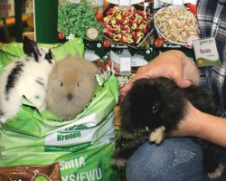 Słodkie króliczki miniaturki opanowały Zielony Dom